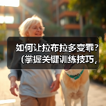 如何让拉布拉多变乖？（掌握关键训练技巧，提升拉布拉多的性和听从性）（图3）