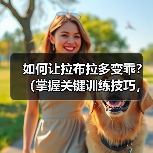如何让拉布拉多变乖？（掌握关键训练技巧，提升拉布拉多的性和听从性）（图4）