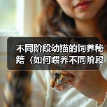 不同阶段幼猫的饲养秘籍（如何喂养不同阶段的幼猫？）