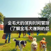 金毛犬的遛狗时间管理（了解金毛犬遛狗的最佳时间和时长）（图3）