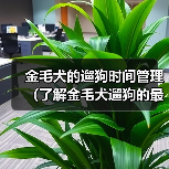 金毛犬的遛狗时间管理（了解金毛犬遛狗的最佳时间和时长）（图2）