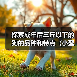 探索成年后三斤以下的狗的品种和特点（小型犬种中体重轻于三斤的狗的独特魅力）（图2）