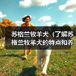 苏格兰牧羊犬（了解苏格兰牧羊犬的特点和养护要点）（图4）