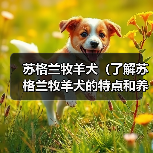 苏格兰牧羊犬（了解苏格兰牧羊犬的特点和养护要点）（图1）