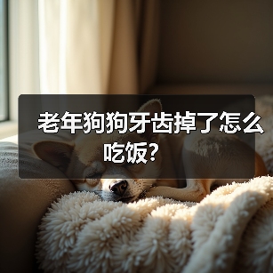 老年狗狗牙齿掉了怎么吃饭？