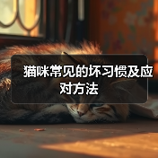 猫咪常见的坏习惯及应对方法（图2）