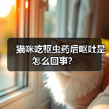 猫咪吃驱虫药后呕吐是怎么回事？（图1）