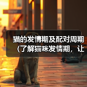 猫的发情期及配对周期（了解猫咪发情期，让宠物更健康幸福）（图3）