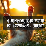 小狗断奶时间和注意事项（养宠爱犬，知晓正确的小狗断奶时间和方法）（图3）