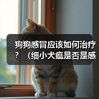 狗狗感冒应该如何治疗？（细小犬瘟是否是感冒的症状？应该如何辨别？）（图2）