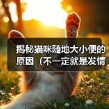 揭秘猫咪随地大小便的原因（不一定就是发情！探索猫咪随地大小便的真正原因）（图4）