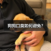 狗狗口臭如何避免？（图2）
