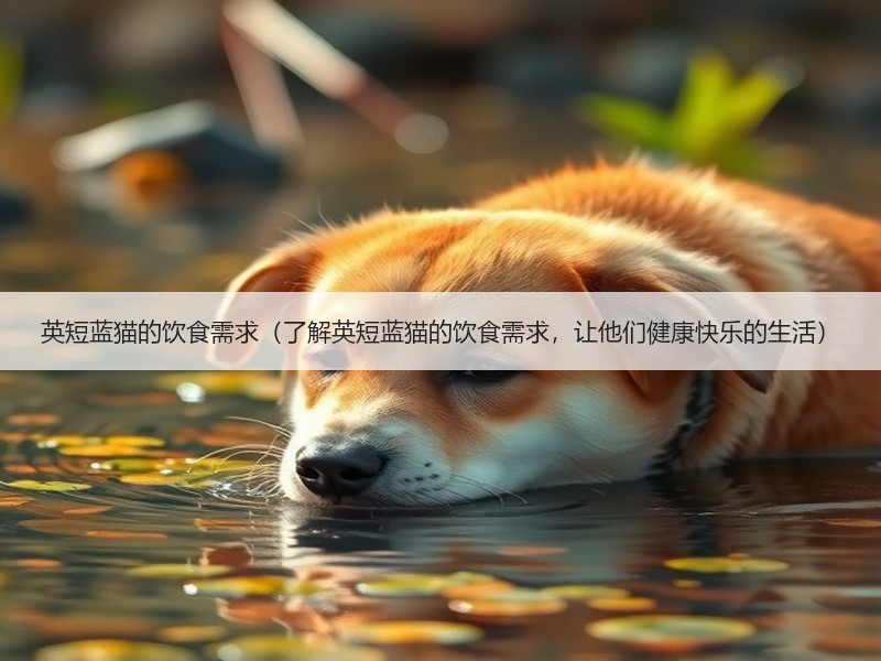 英短蓝猫的饮食需求（了解英短蓝猫的饮食需求，让他们健康快乐的生活）