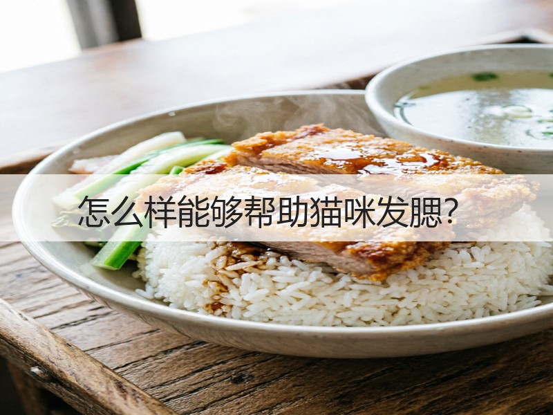 怎么样能够帮助猫咪发腮？