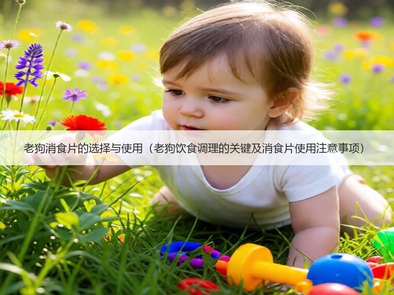 老狗消食片的选择与使用（老狗饮食调理的关键及消食片使用注意事项）