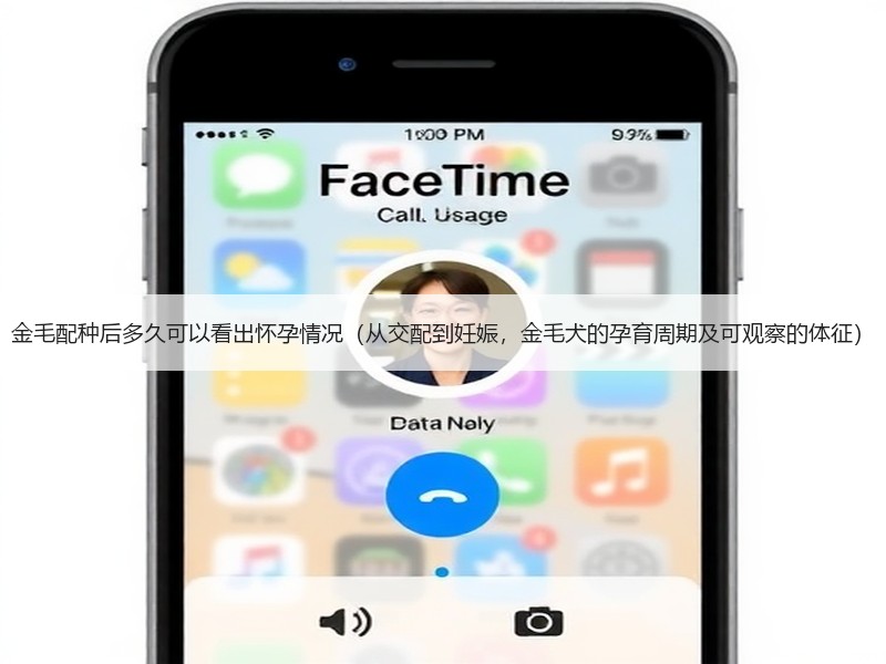 金毛配种后多久可以看出怀孕情况（从交配到妊娠，金毛犬的孕育周期及可观察的体征）