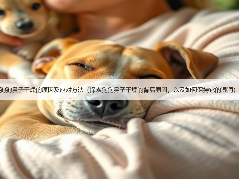 狗狗鼻子干燥的原因及应对方法（探索狗狗鼻子干燥的背后原因，以及如何保持它的湿润）