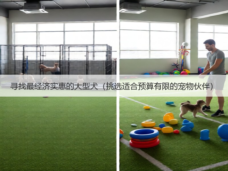 寻找最经济实惠的大型犬（挑选适合预算有限的宠物伙伴）