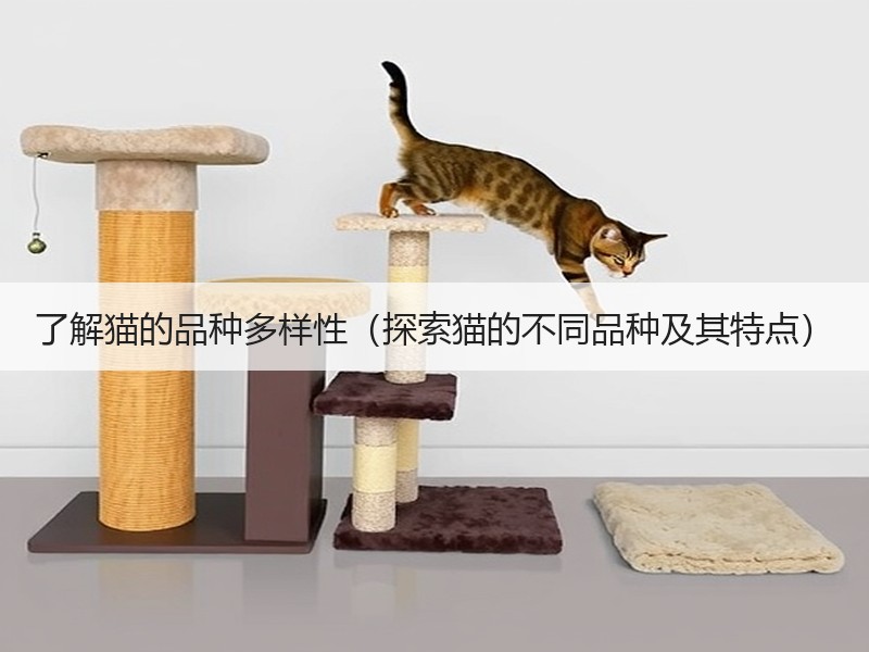 了解猫的品种多样性（探索猫的不同品种及其特点）