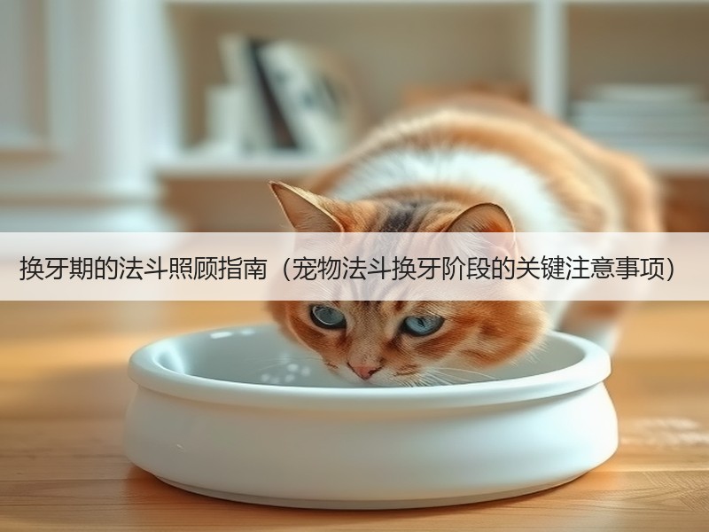 换牙期的法斗照顾指南（宠物法斗换牙阶段的关键注意事项）