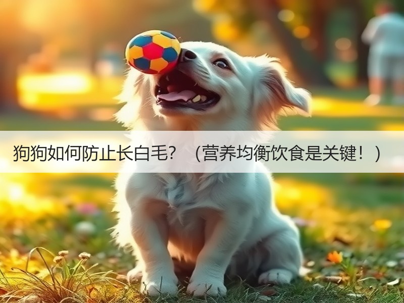 狗狗如何防止长白毛？（营养均衡饮食是关键！）