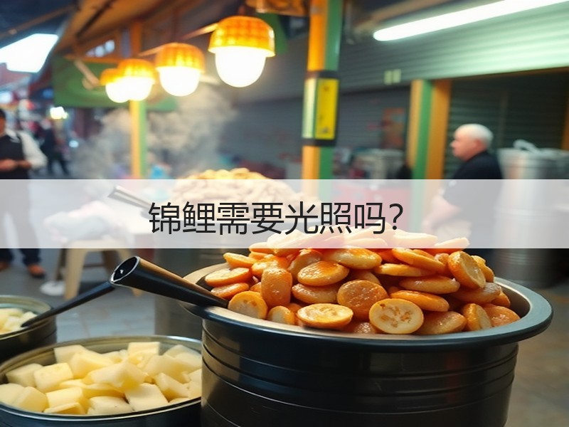 锦鲤需要光照吗？