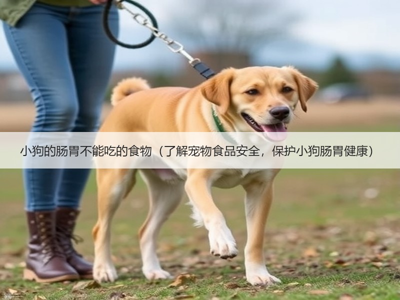 小狗的肠胃不能吃的食物（了解宠物食品安全，保护小狗肠胃健康）