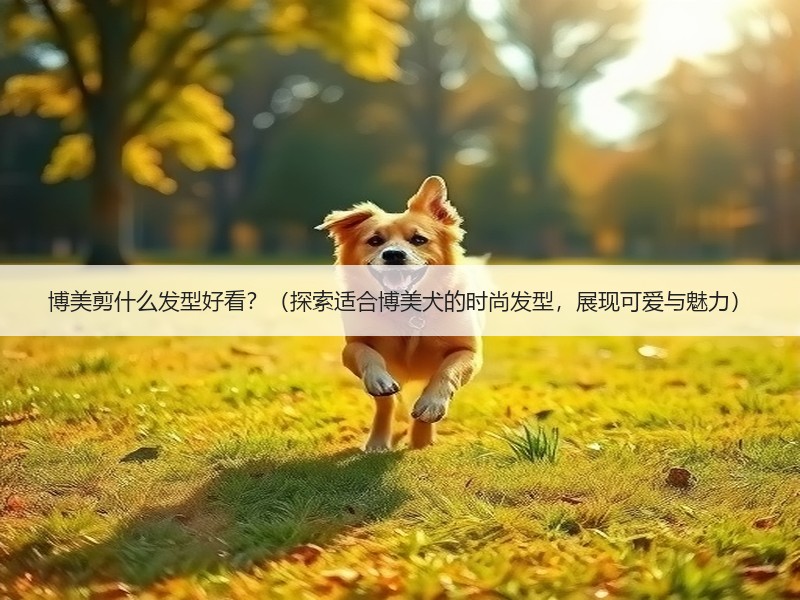博美剪什么发型好看？（探索适合博美犬的时尚发型，展现可爱与魅力）