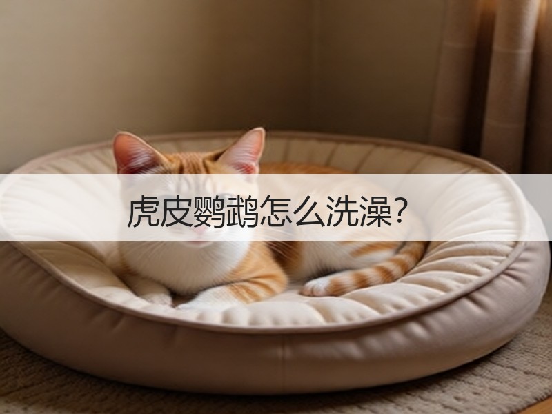 虎皮鹦鹉怎么洗澡？