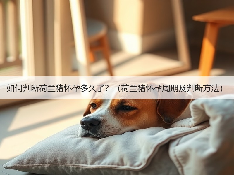 如何判断荷兰猪怀孕多久了？（荷兰猪怀孕周期及判断方法）