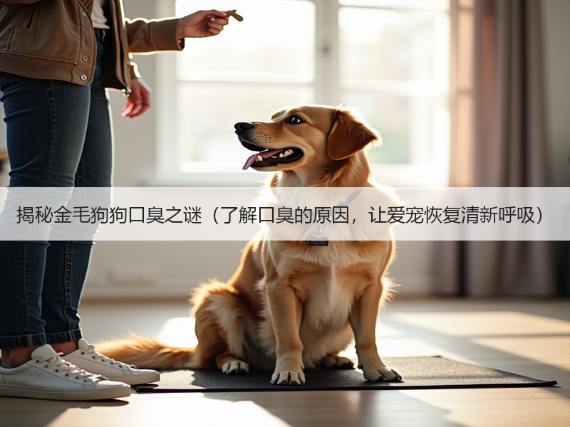 揭秘金毛狗狗口臭之谜（了解口臭的原因，让爱宠恢复清新呼吸）