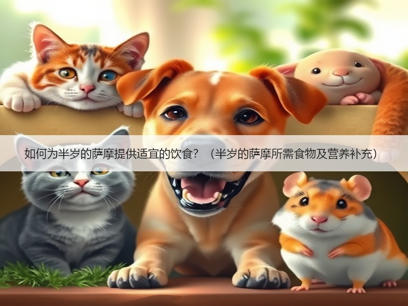 如何为半岁的萨摩提供适宜的饮食？（半岁的萨摩所需食物及营养补充）