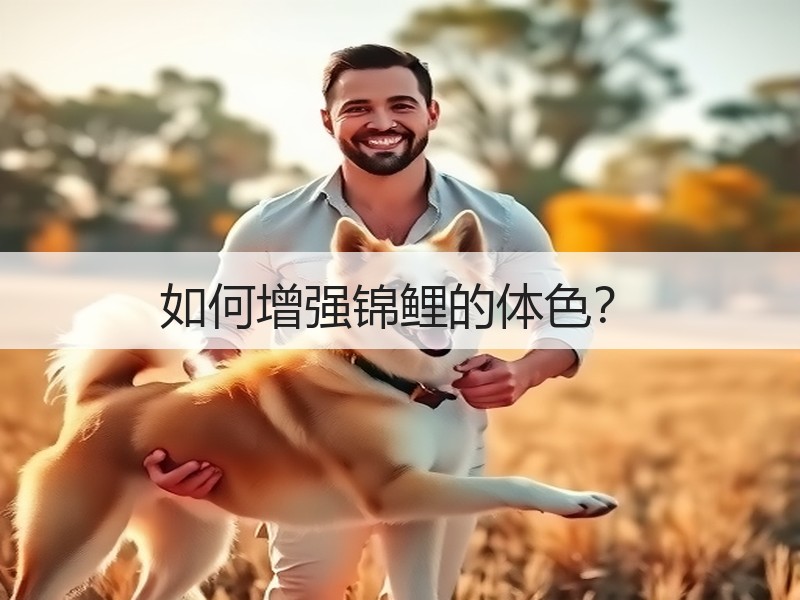 如何增强锦鲤的体色？