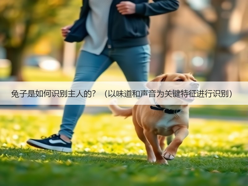 兔子是如何识别主人的？（以味道和声音为关键特征进行识别）