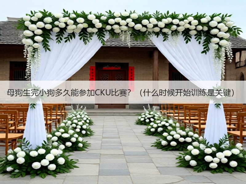母狗生完小狗多久能参加CKU比赛？（什么时候开始训练是关键）