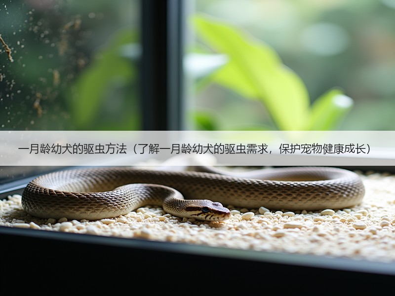 一月龄幼犬的驱虫方法（了解一月龄幼犬的驱虫需求，保护宠物健康成长）